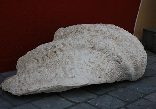 Tridacna - News